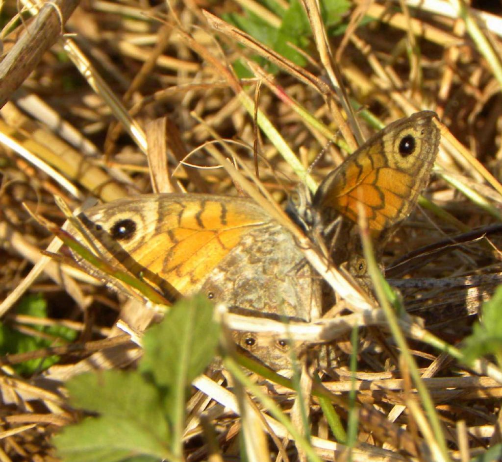 identificazione farfalla - Lasiommata megera, Nymphalidae